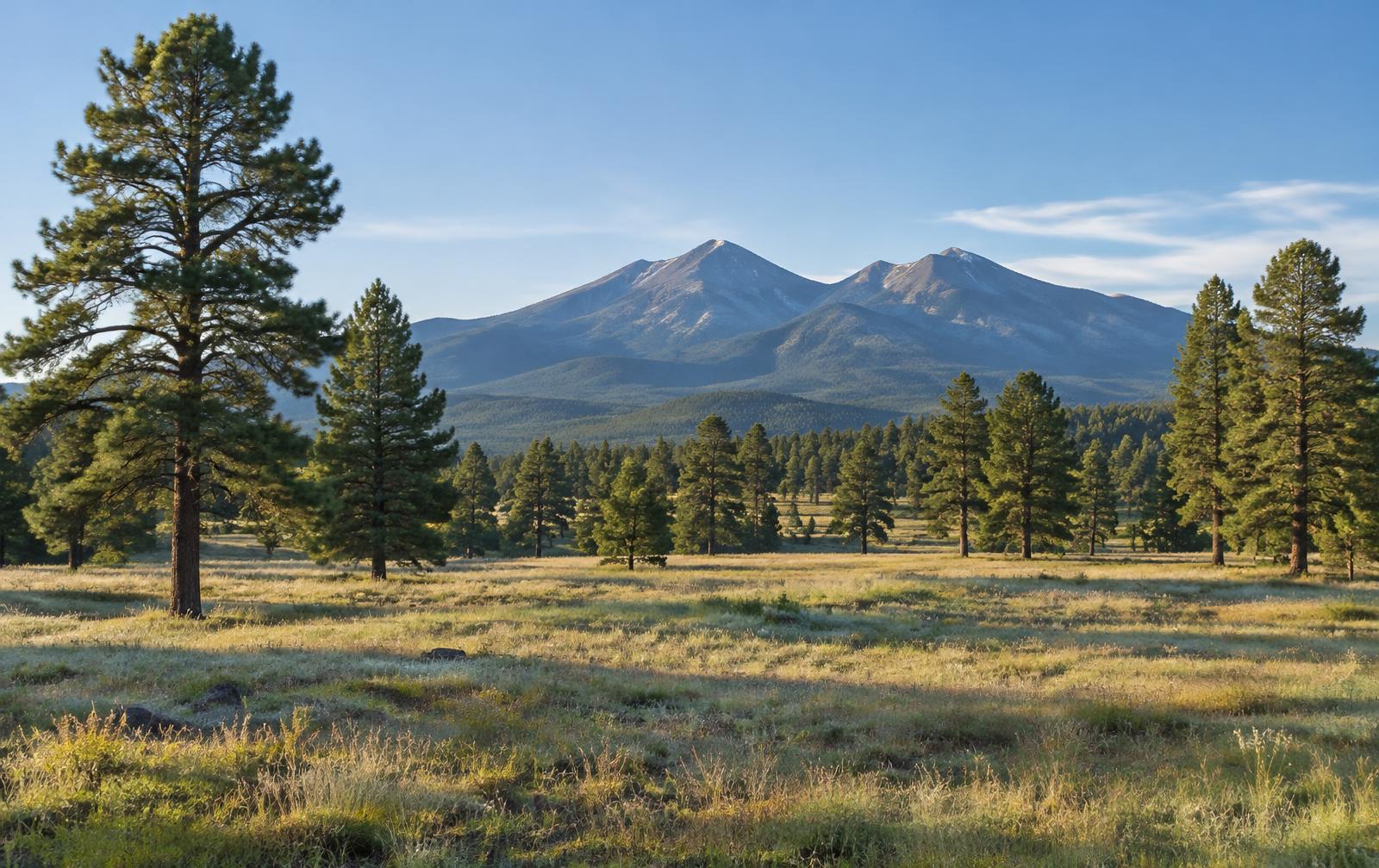 Northern Arizona high-country meadow representing the type of setting envisioned